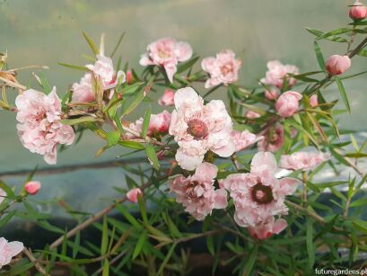 Manuka APPLEBLOSSOM Leptospermum scoparium zw. Drzewko herbaciane /P9 *K10